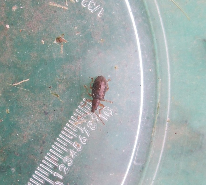 Phyllobius oblongus - közönséges levélormányos