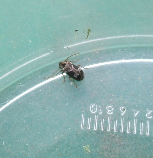 Ptinomorphus imperialis - díszes álszú