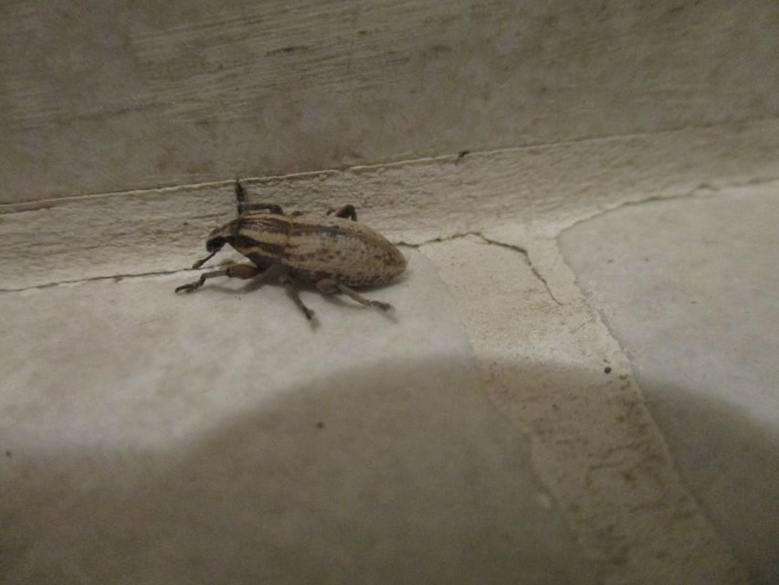 Pseudocleonus cinereus - hamvas barkó