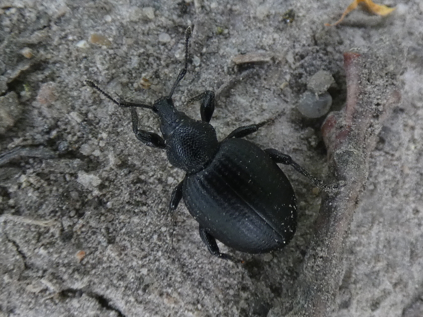 Otiorhynchus catenulatus - gyászos gyalogormányos