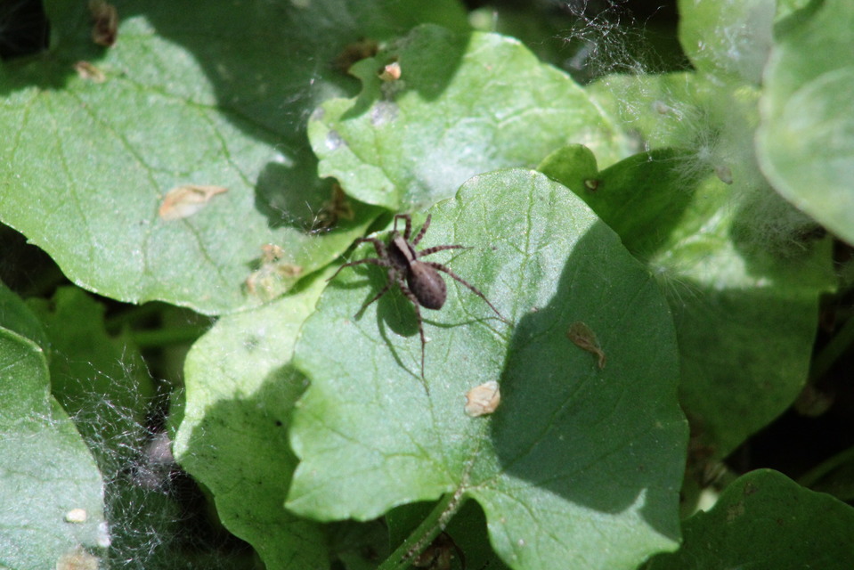 Pardosa