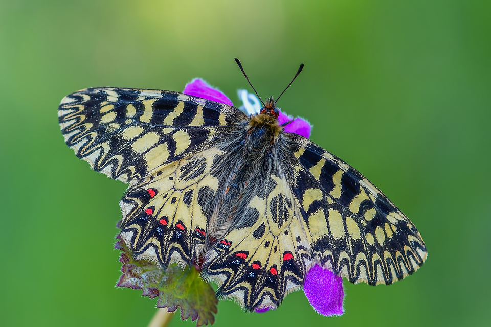 Zerynthia polyxena - farkasalmalepke