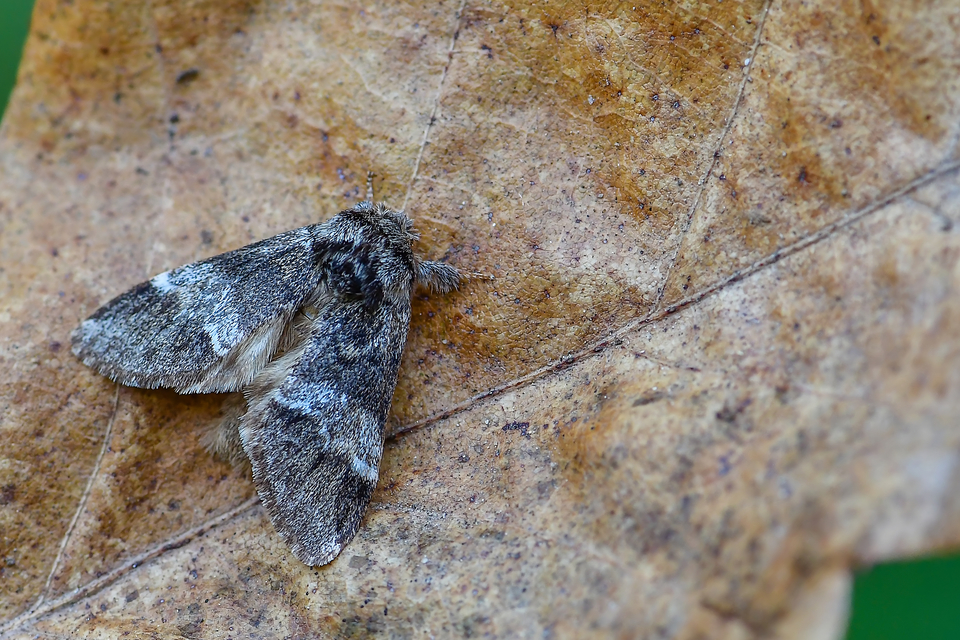 Drymonia dodonea - bélyeges púposszövő