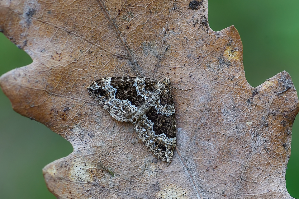 Lampropteryx suffumata - füstös araszoló