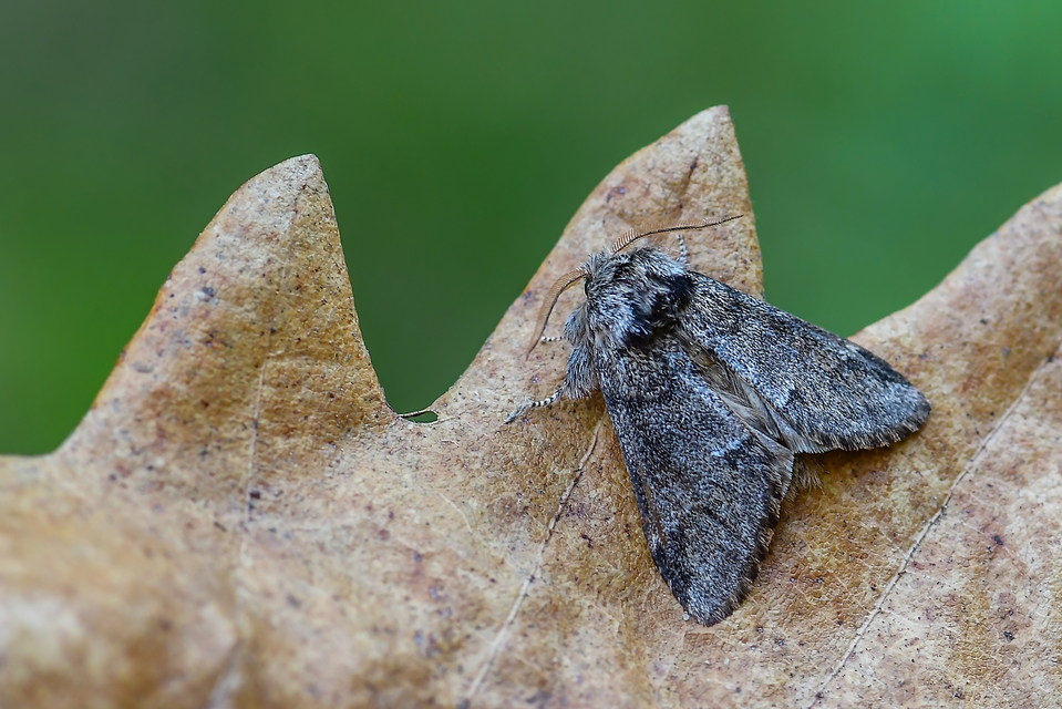 Drymonia dodonea - bélyeges púposszövő