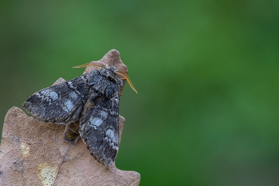 Drymonia ruficornis - cserfa-púposszövő