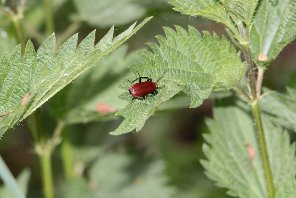 Pyrochroa serraticornis - közép-bíborbogár