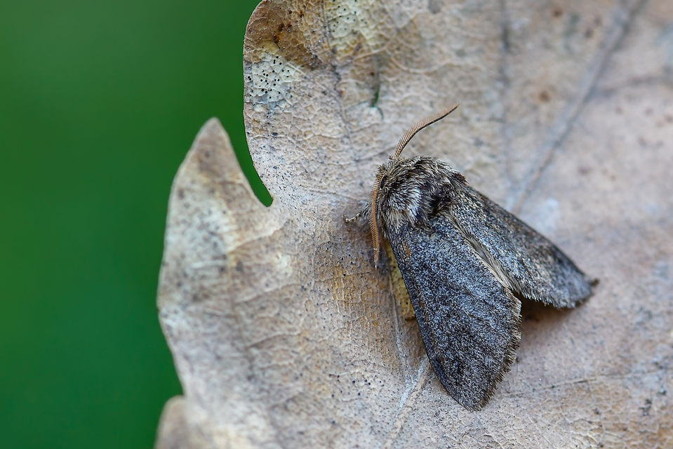 Drymonia dodonea - bélyeges púposszövő
