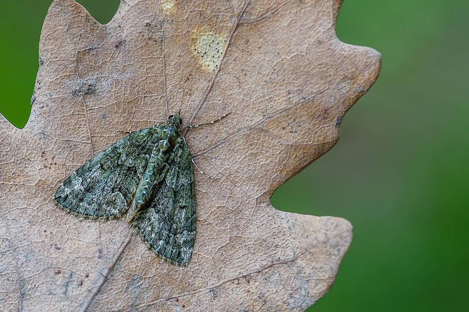 Chloroclysta siterata - salátazöld araszoló