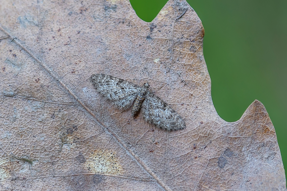Eupithecia