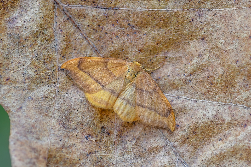 Watsonalla cultraria - bükkfa-sarlósszövő