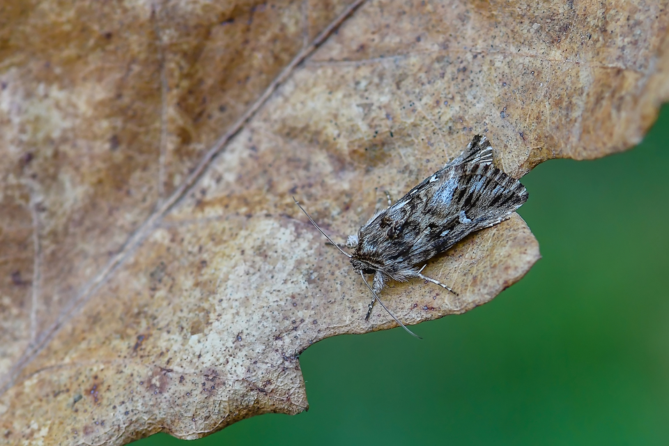 Calophasia lunula - gyújtoványfű-apróbagoly