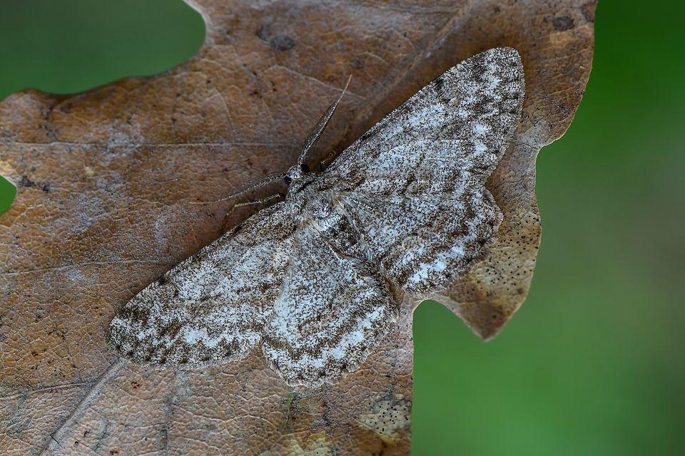 Hypomecis punctinalis - pettyes faaraszoló