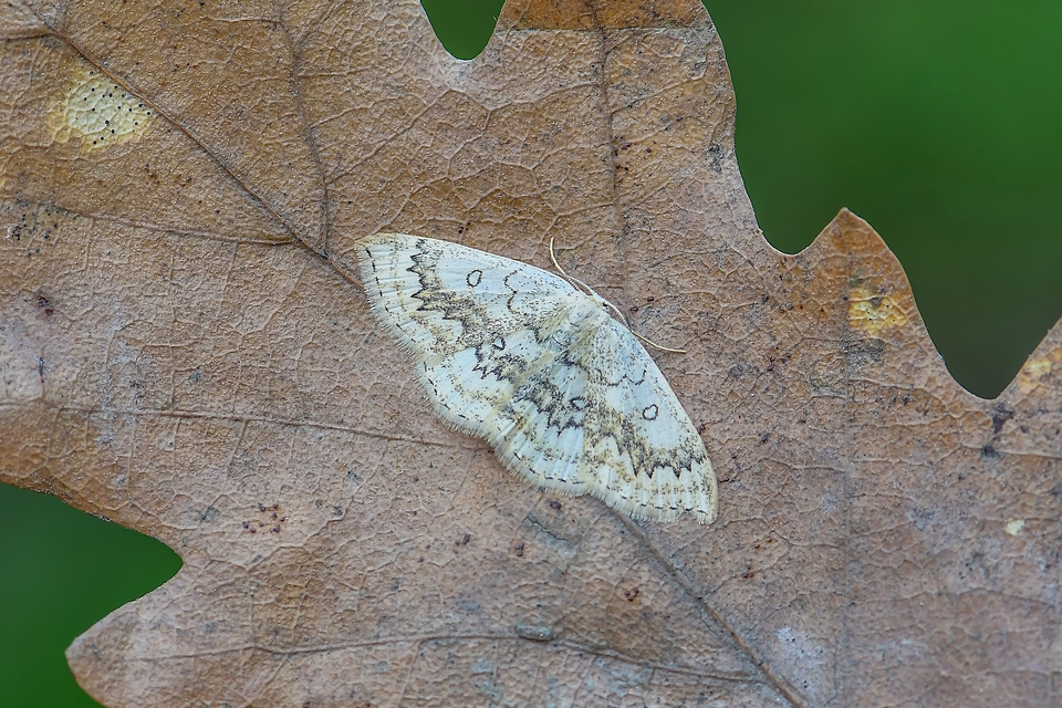 Cyclophora annularia - gyűrűs pettyesaraszoló