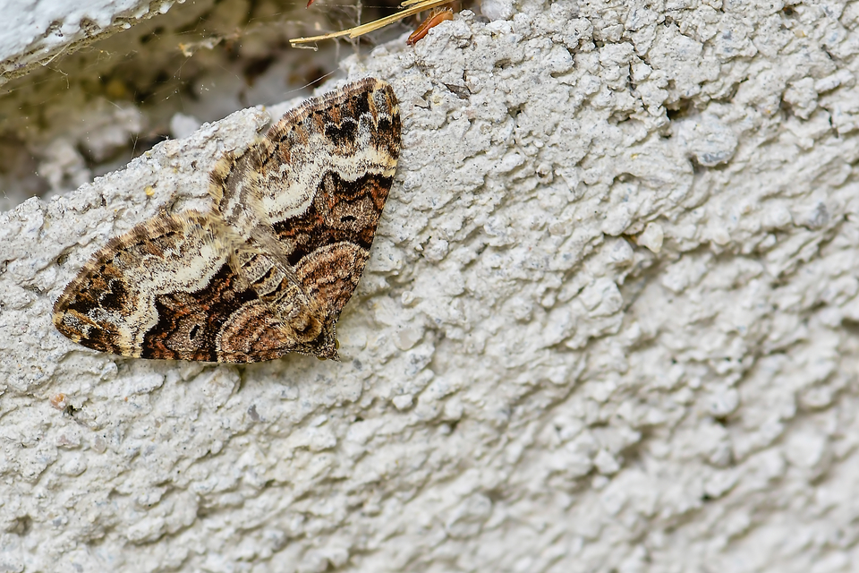 Xanthorhoe biriviata - kétsávos tarkaaraszoló