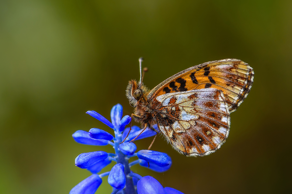 Boloria dia - kis gyöngyházlepke