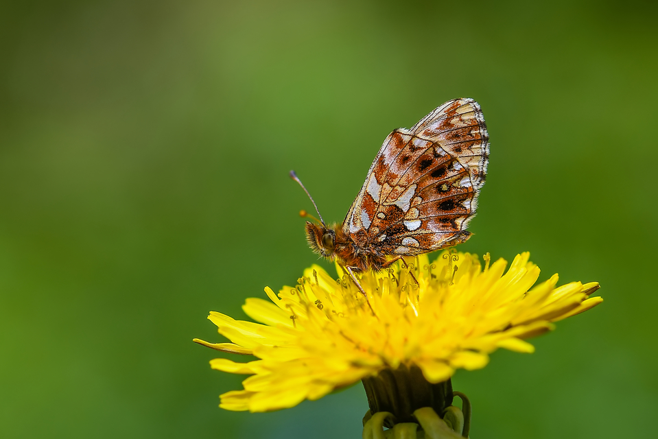 Boloria dia - kis gyöngyházlepke