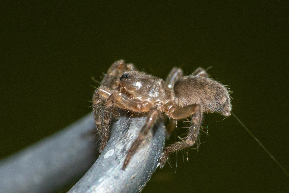 Arctosa lutetiana