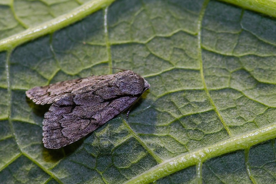 Acronicta psi - pszi-betűs szigonyosbagoly
