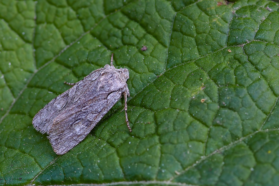 Lithophane ornitopus - közönséges fabagoly