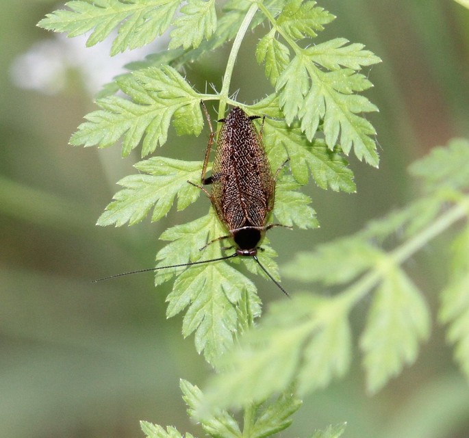 Ectobius erythronotus - sárgatorú erdeicsótány