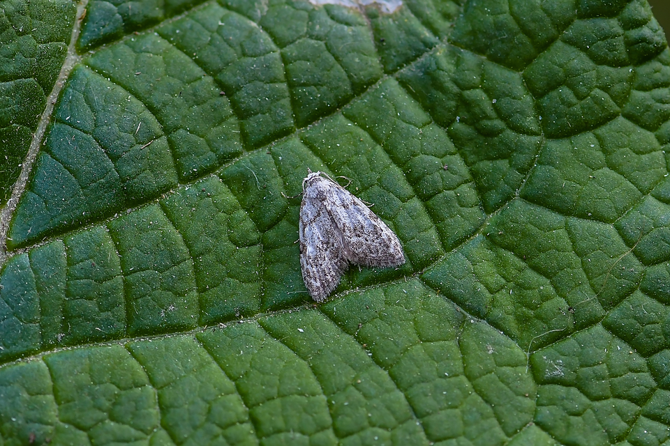 Nola cicatricalis - szürke pamacsosszövő
