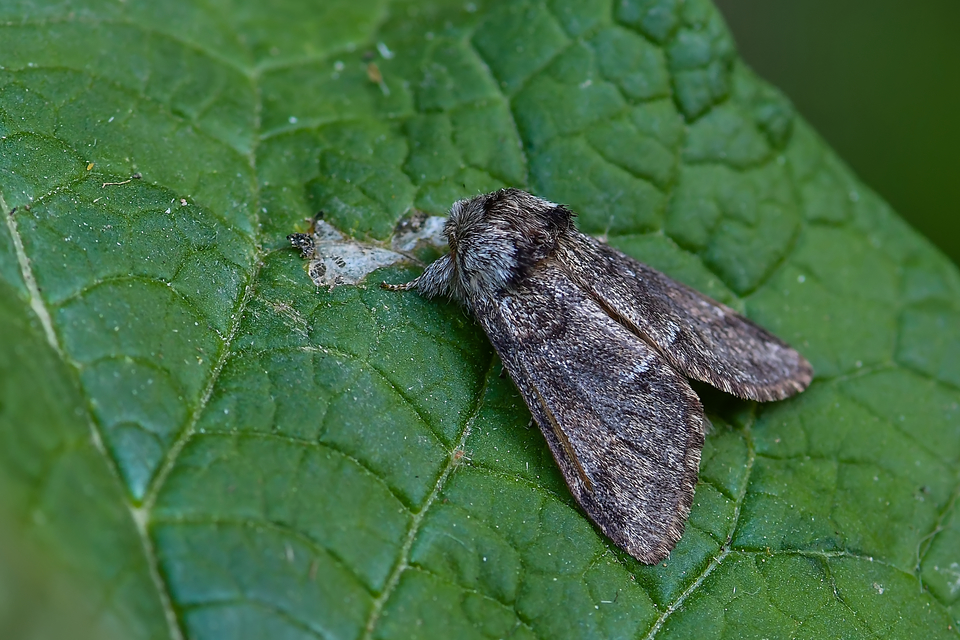 Drymonia dodonea - bélyeges púposszövő