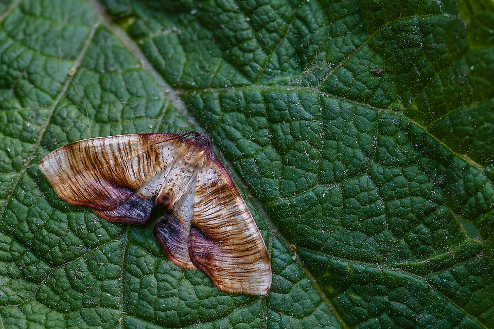 Plagodis dolabraria - baltaszárnyú araszoló