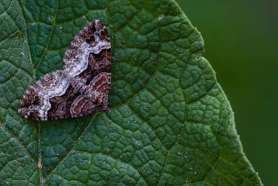 Xanthorhoe biriviata - kétsávos tarkaaraszoló