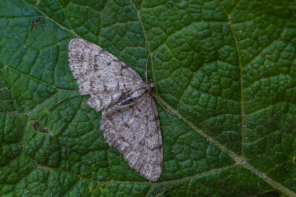 Aethalura punctulata - szürke égeraraszoló