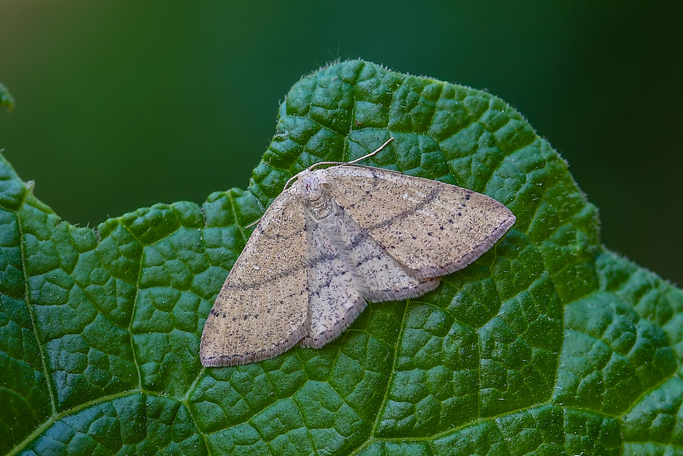 Cyclophora ruficiliaria - vörösrojtú pettyesaraszoló