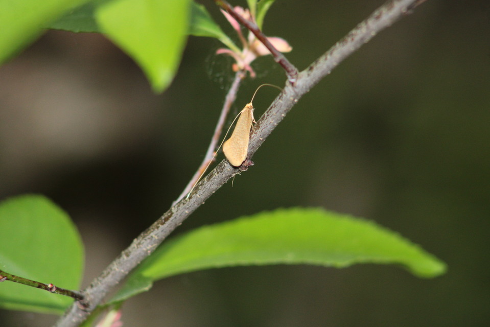 Nematopogon
