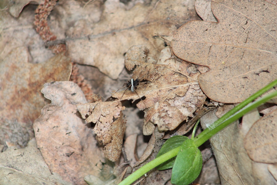 Pardosa alacris/lugubris
