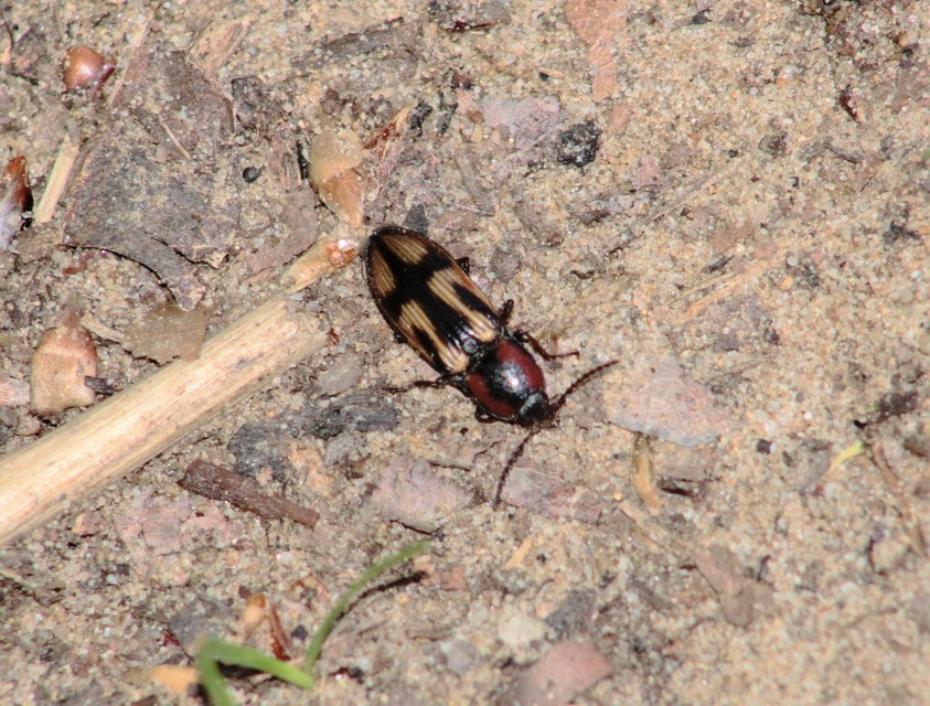 Selatosomus cruciatus - keresztes pattanó