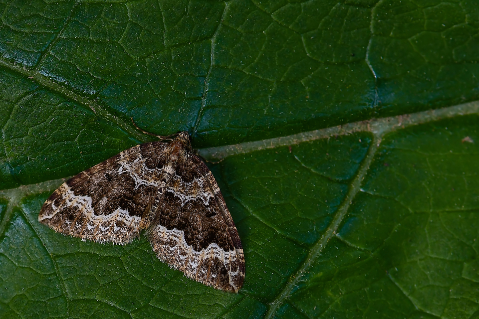 Lampropteryx suffumata - füstös araszoló