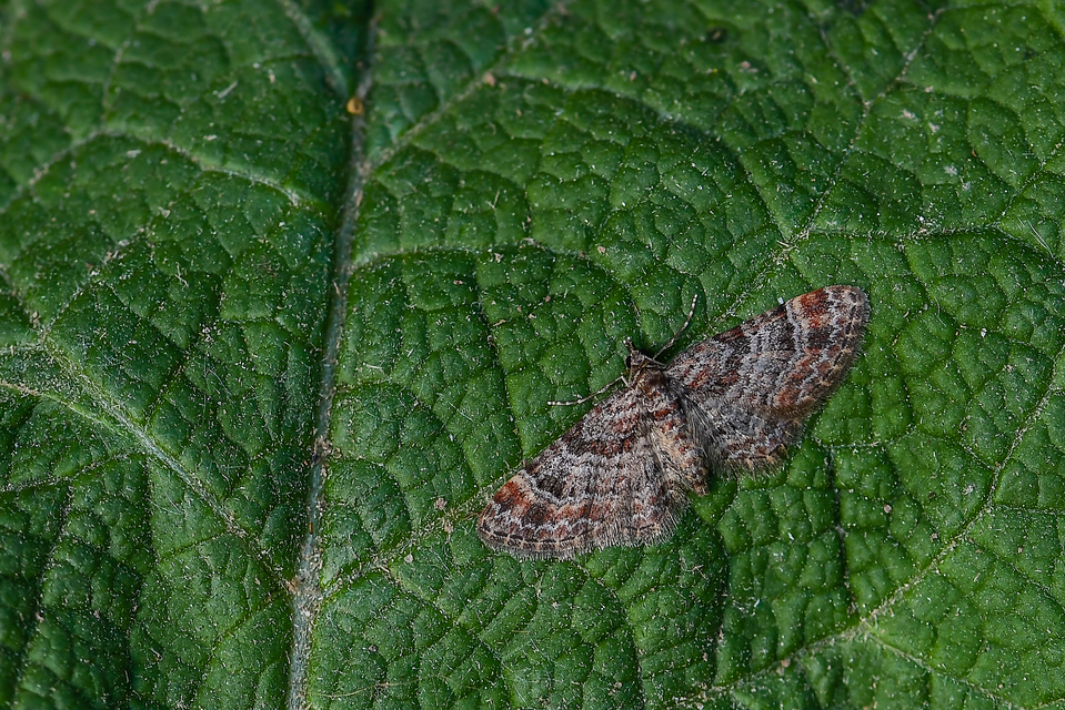 Gymnoscelis rufifasciata - vöröscsíkos törpearaszoló