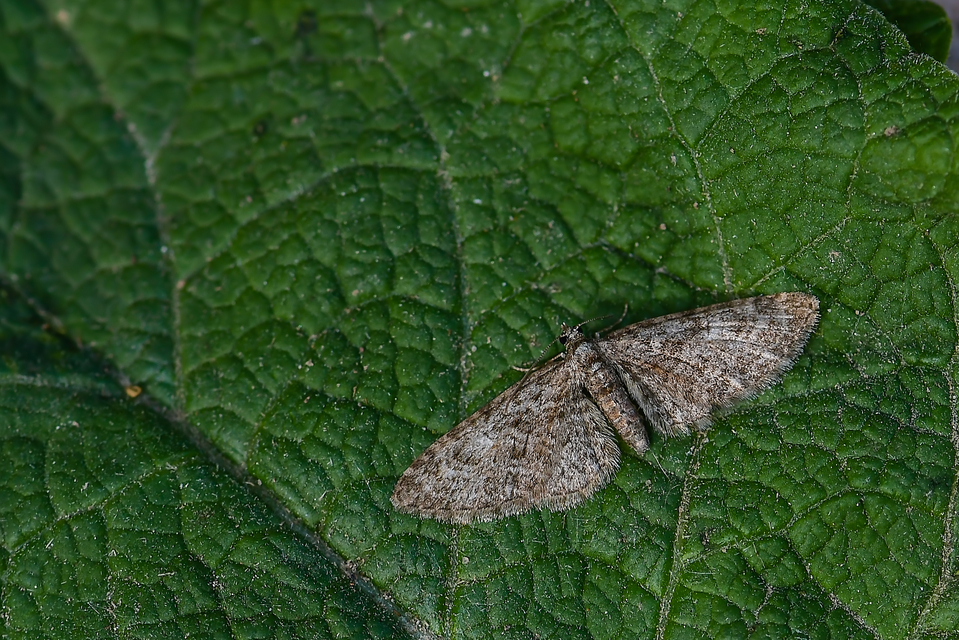 Eupithecia abbreviata - korai törpearaszoló