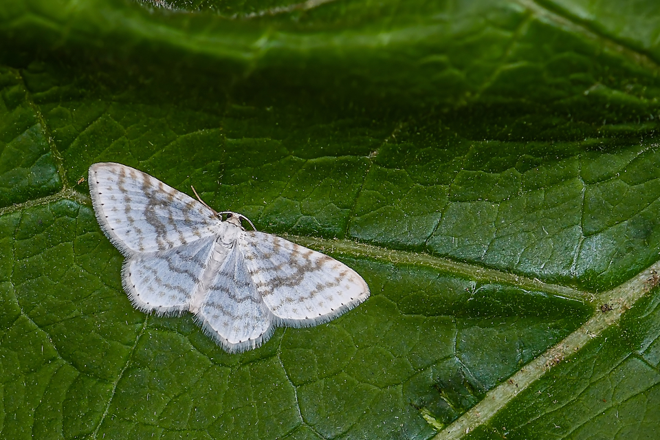 Asthena albulata - gyertyán-fehéraraszoló