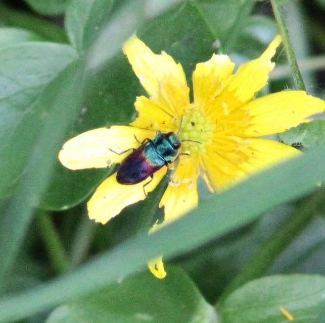Anthaxia salicis - bíboros virágdíszbogár