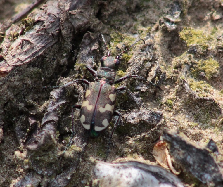 Cicindela hybrida - öves homokfutrinka