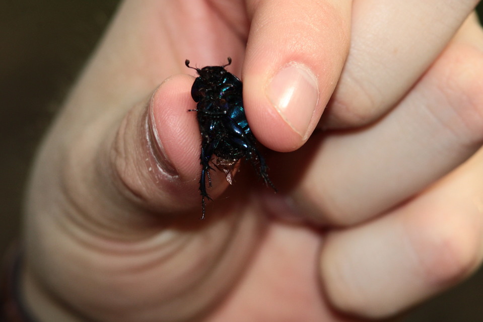 Anoplotrupes stercorosus - erdei álganéjtúró