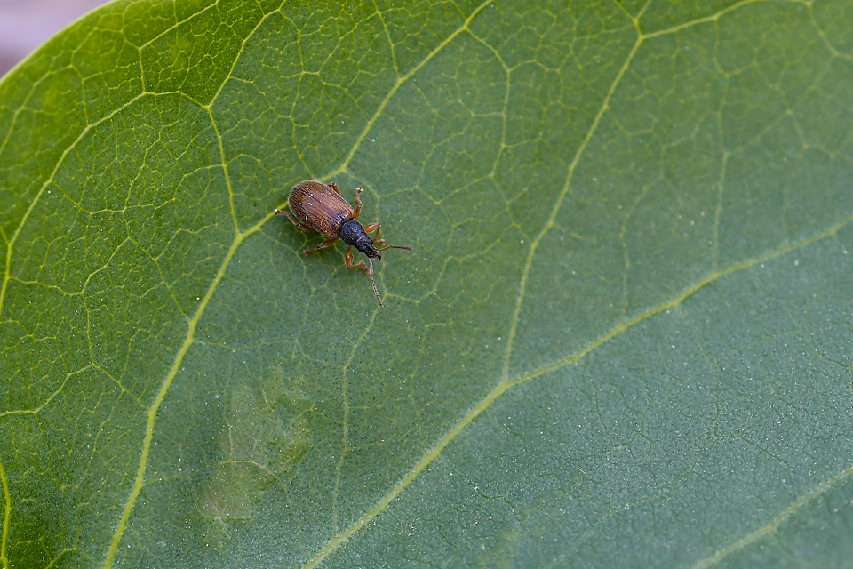 Phyllobius oblongus - közönséges levélormányos