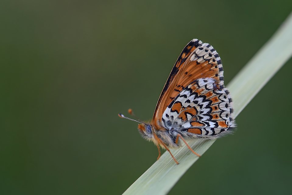 Melitaea cinxia - réti tarkalepke