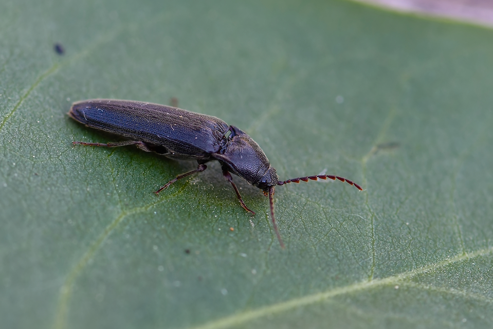 Elateridae - pattanóbogárfélék
