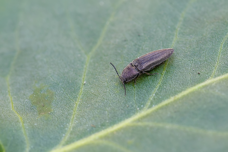 Elateridae - pattanóbogárfélék