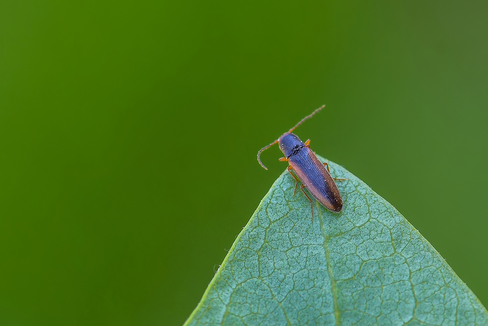 Dalopius marginatus - szegélyes pattanó