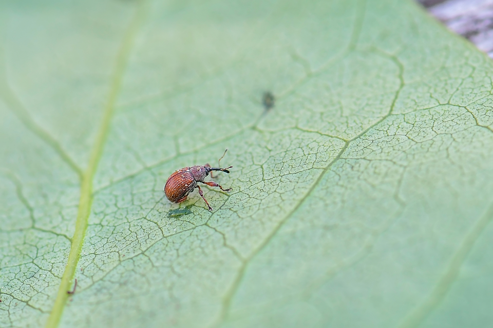 Anthonomus phyllocola - fenyőbarkarontó ormányos Anthonomus phyllocola - fenyőbarkarontó ormányos