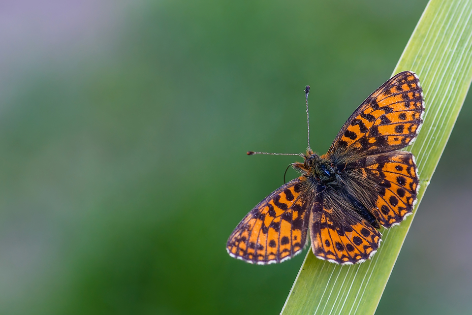 Boloria dia - kis gyöngyházlepke