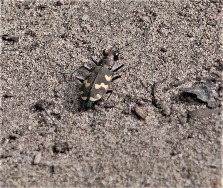 Cicindela hybrida - öves homokfutrinka
