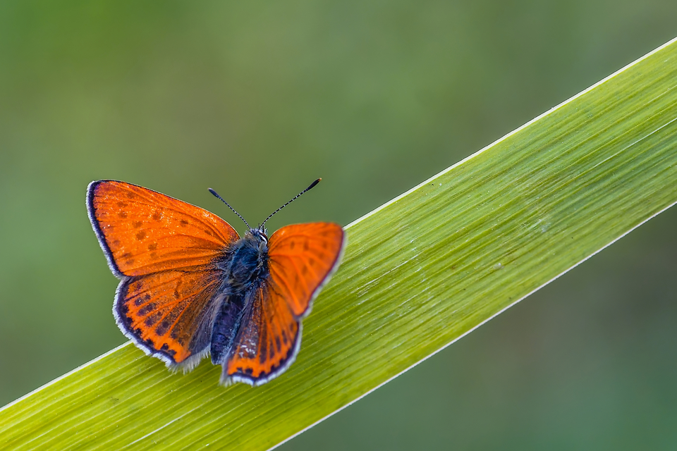Lycaena thersamon - kis tűzlepke